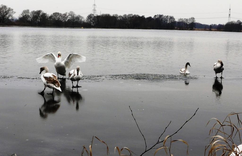 Ferienwohnungen Alte Fischerei Ketzin/Havel Exterior foto